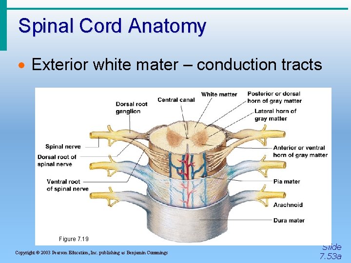 Spinal Cord Anatomy · Exterior white mater – conduction tracts Figure 7. 19 Copyright