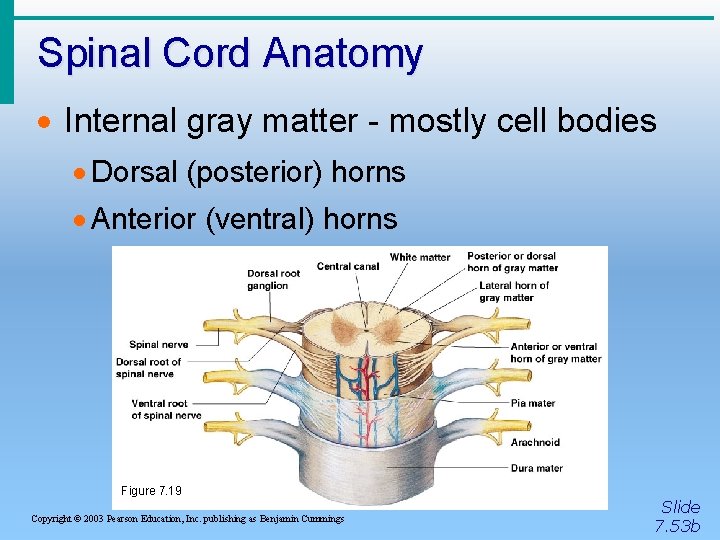Spinal Cord Anatomy · Internal gray matter - mostly cell bodies · Dorsal (posterior)