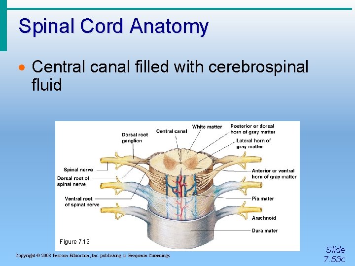 Spinal Cord Anatomy · Central canal filled with cerebrospinal fluid Figure 7. 19 Copyright