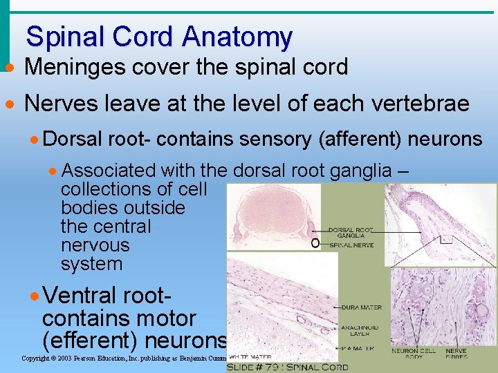 Spinal Cord Anatomy · Meninges cover the spinal cord · Nerves leave at the