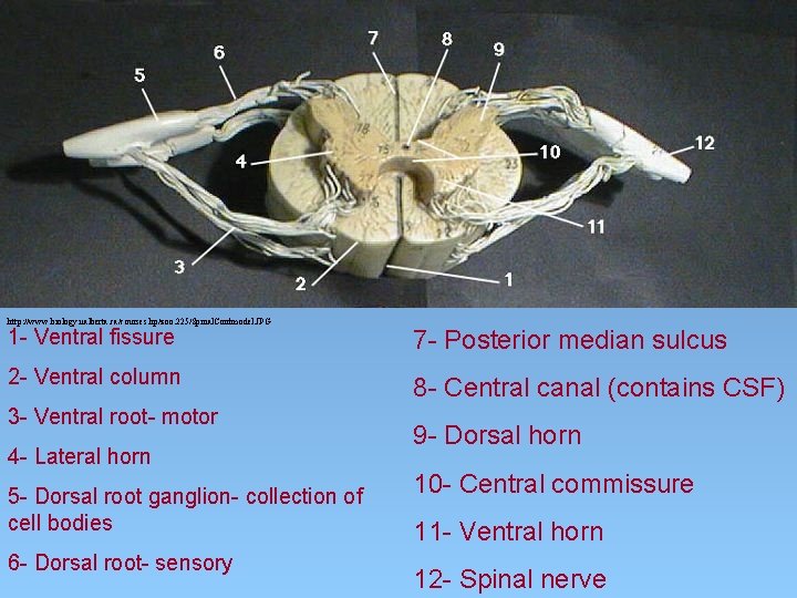 http: //www. biology. ualberta. ca/courses. hp/zoo. 225/Spinal. Cordmodel. JPG 1 - Ventral fissure 7