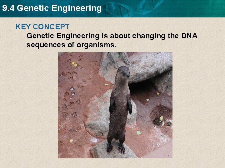 9. 4 Genetic Engineering KEY CONCEPT Genetic Engineering is about changing the DNA sequences