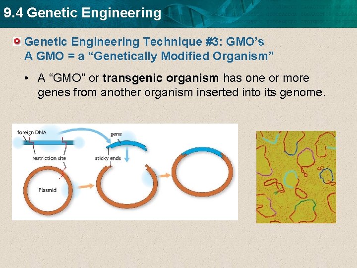 9. 4 Genetic Engineering Technique #3: GMO’s A GMO = a “Genetically Modified Organism”