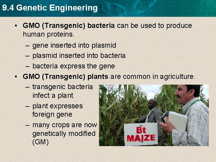9. 4 Genetic Engineering • GMO (Transgenic) bacteria can be used to produce human