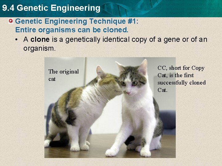 9. 4 Genetic Engineering Technique #1: Entire organisms can be cloned. • A clone