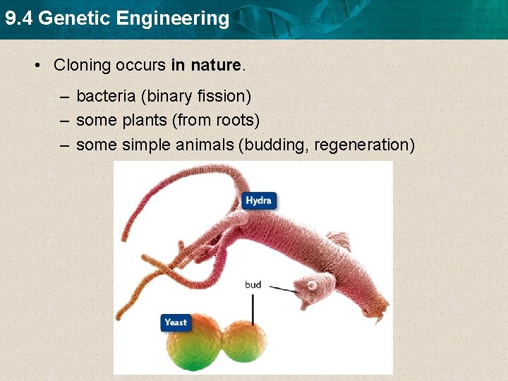 9. 4 Genetic Engineering • Cloning occurs in nature. – bacteria (binary fission) –
