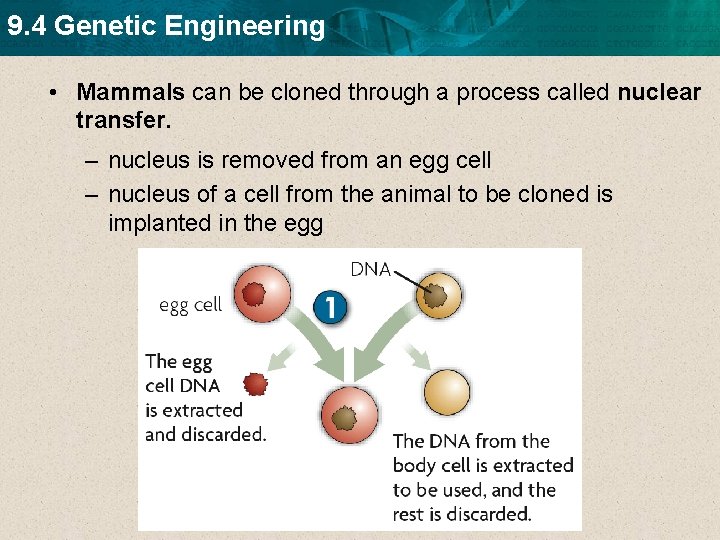 9. 4 Genetic Engineering • Mammals can be cloned through a process called nuclear