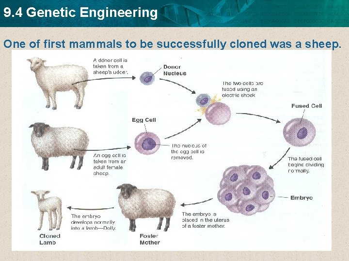 9. 4 Genetic Engineering One of first mammals to be successfully cloned was a