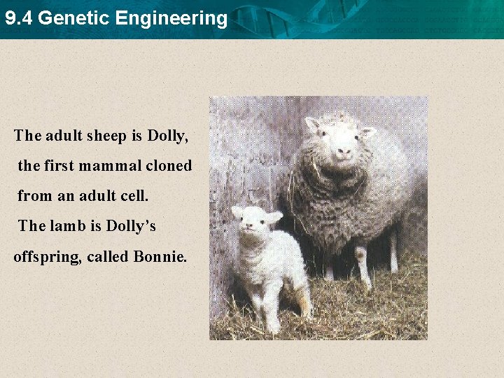 9. 4 Genetic Engineering The adult sheep is Dolly, the first mammal cloned from