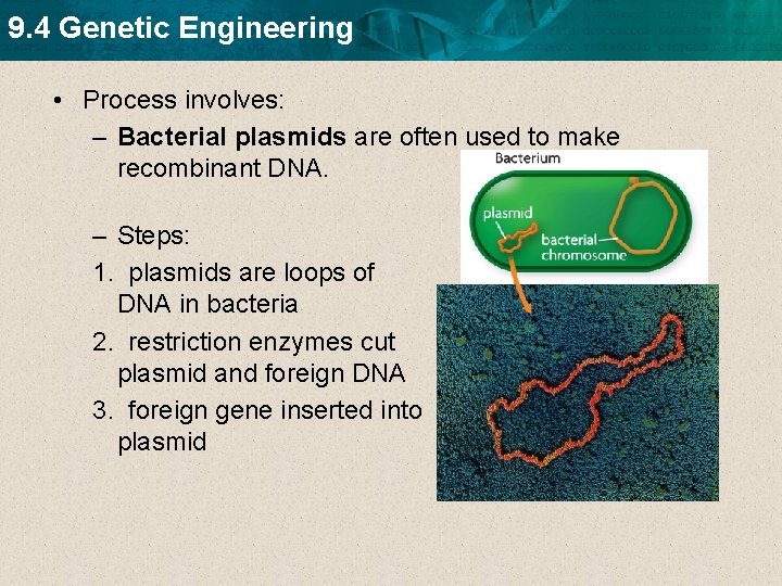 9. 4 Genetic Engineering • Process involves: – Bacterial plasmids are often used to