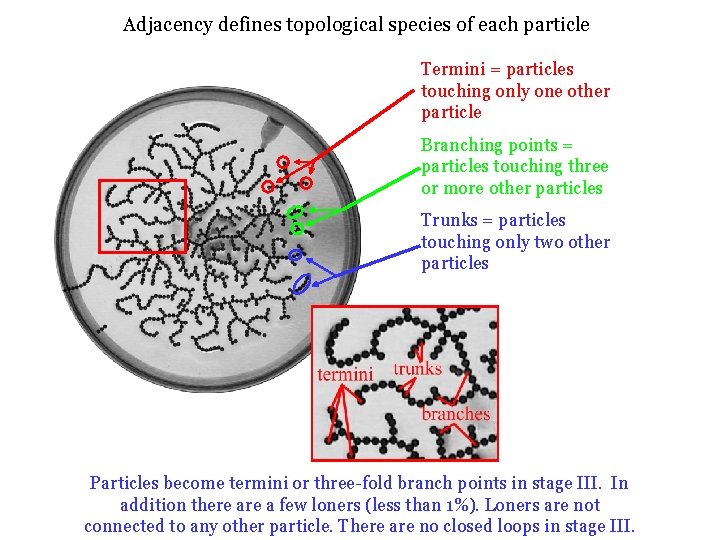 Adjacency defines topological species of each particle Termini = particles touching only one other