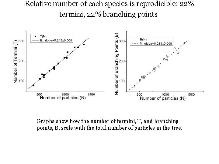 Relative number of each species is reprodicible: 22% termini, 22% branching points Graphs show