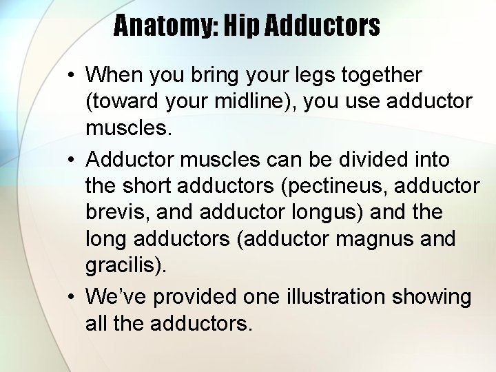 Anatomy: Hip Adductors • When you bring your legs together (toward your midline), you