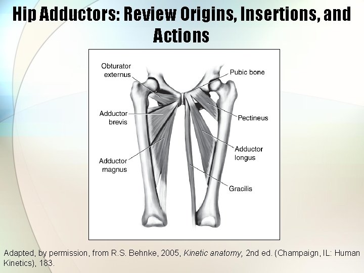 Hip Adductors: Review Origins, Insertions, and Actions Adapted, by permission, from R. S. Behnke,