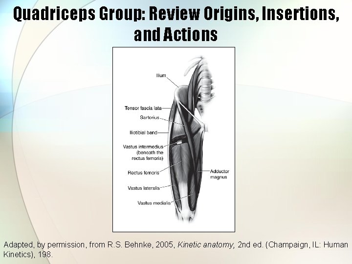 Quadriceps Group: Review Origins, Insertions, and Actions Adapted, by permission, from R. S. Behnke,