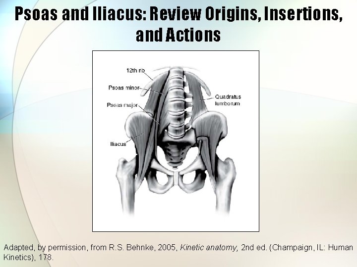 Psoas and Iliacus: Review Origins, Insertions, and Actions Adapted, by permission, from R. S.