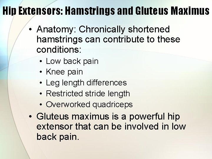 Hip Extensors: Hamstrings and Gluteus Maximus • Anatomy: Chronically shortened hamstrings can contribute to