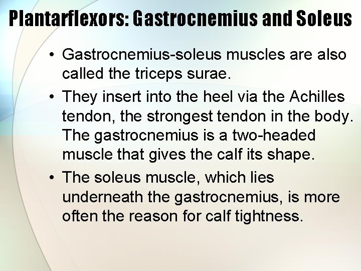 Plantarflexors: Gastrocnemius and Soleus • Gastrocnemius-soleus muscles are also called the triceps surae. •