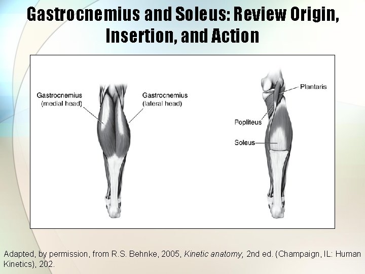 Gastrocnemius and Soleus: Review Origin, Insertion, and Action Adapted, by permission, from R. S.