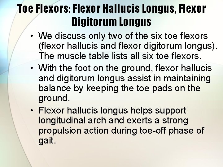 Toe Flexors: Flexor Hallucis Longus, Flexor Digitorum Longus • We discuss only two of