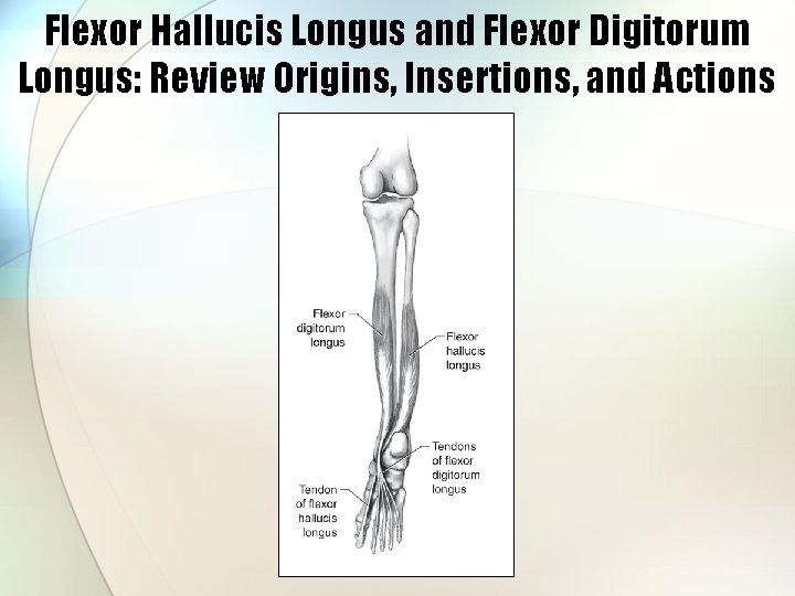 Flexor Hallucis Longus and Flexor Digitorum Longus: Review Origins, Insertions, and Actions 