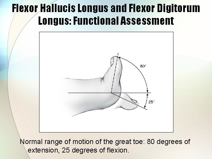 Flexor Hallucis Longus and Flexor Digitorum Longus: Functional Assessment Normal range of motion of