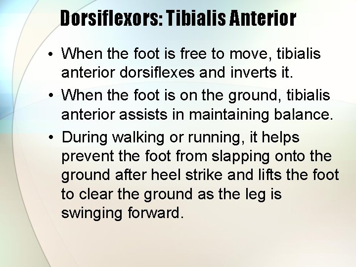 Dorsiflexors: Tibialis Anterior • When the foot is free to move, tibialis anterior dorsiflexes
