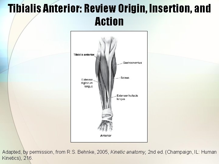 Tibialis Anterior: Review Origin, Insertion, and Action Adapted, by permission, from R. S. Behnke,