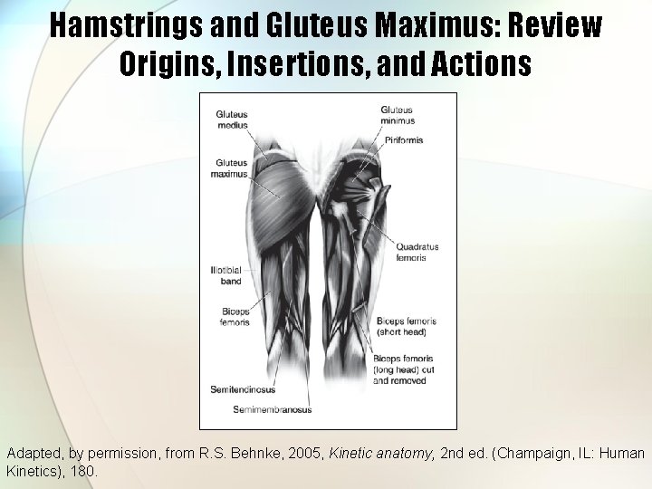 Hamstrings and Gluteus Maximus: Review Origins, Insertions, and Actions Adapted, by permission, from R.