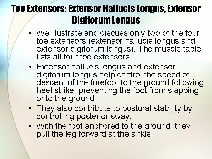 Toe Extensors: Extensor Hallucis Longus, Extensor Digitorum Longus • We illustrate and discuss only