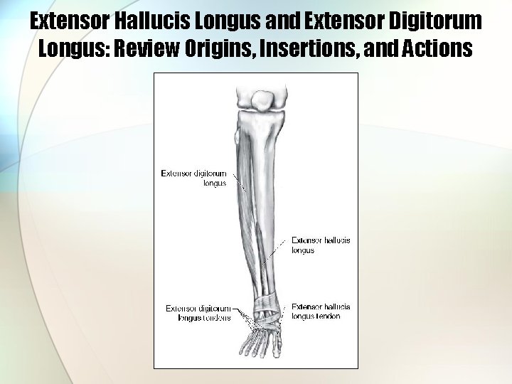 Extensor Hallucis Longus and Extensor Digitorum Longus: Review Origins, Insertions, and Actions 