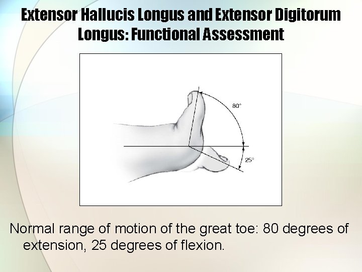 Extensor Hallucis Longus and Extensor Digitorum Longus: Functional Assessment Normal range of motion of