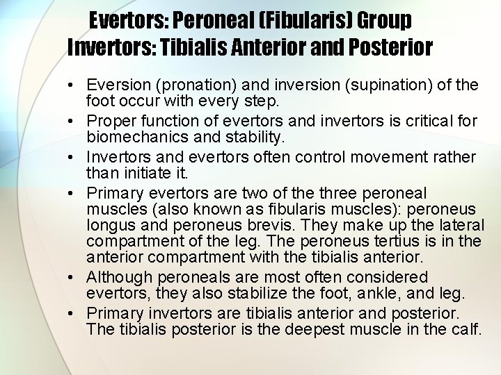 Evertors: Peroneal (Fibularis) Group Invertors: Tibialis Anterior and Posterior • Eversion (pronation) and inversion