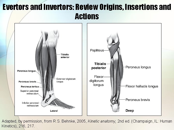 Evertors and Invertors: Review Origins, Insertions and Actions Adapted, by permission, from R. S.