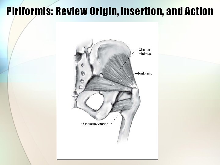 Piriformis: Review Origin, Insertion, and Action 