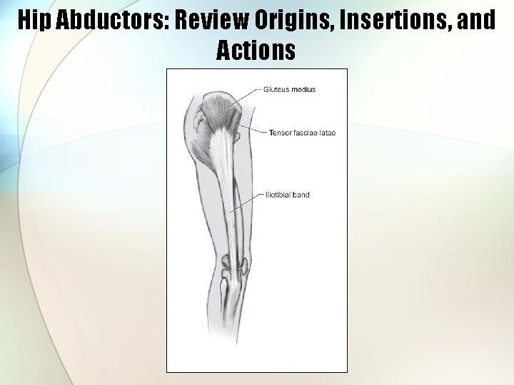 Hip Abductors: Review Origins, Insertions, and Actions 