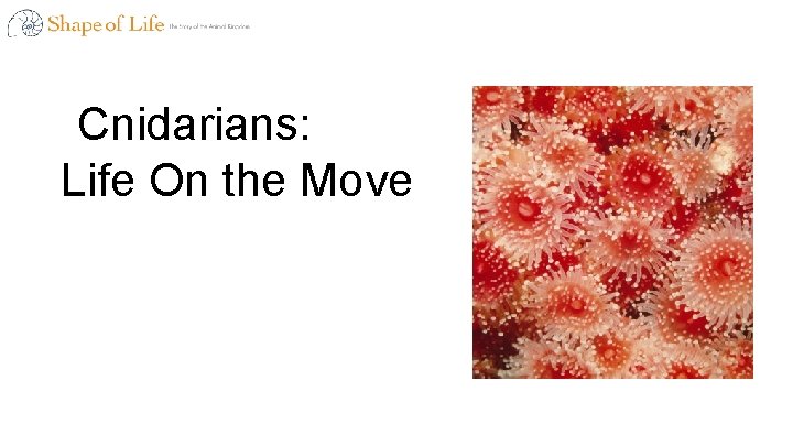 Cnidarians: Life On the Move 