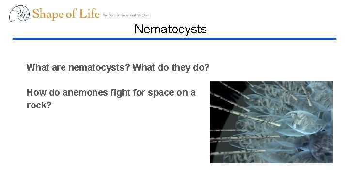 Nematocysts What are nematocysts? What do they do? How do anemones fight for space