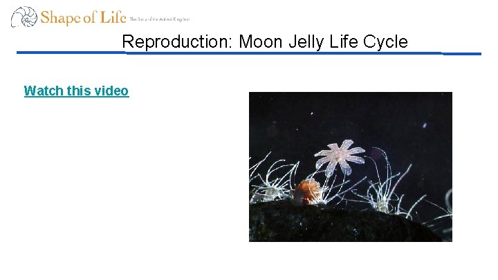 Reproduction: Moon Jelly Life Cycle Watch this video 