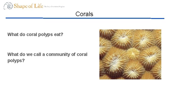 Corals What do coral polyps eat? What do we call a community of coral