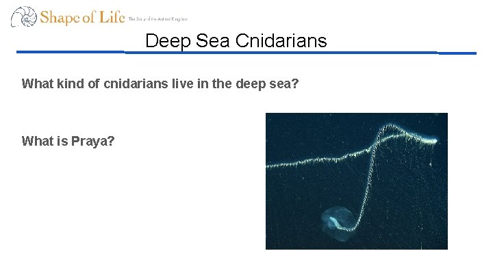 Deep Sea Cnidarians What kind of cnidarians live in the deep sea? What is