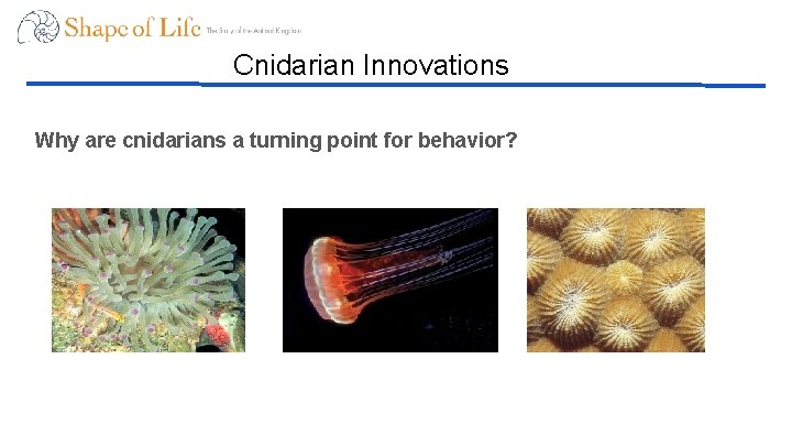 Cnidarian Innovations Why are cnidarians a turning point for behavior? 
