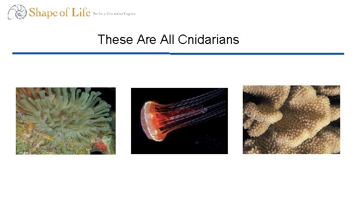 These Are All Cnidarians 