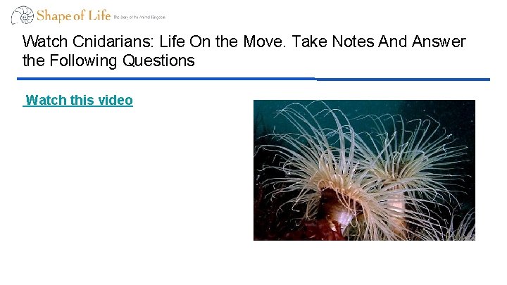 Watch Cnidarians: Life On the Move. Take Notes And Answer the Following Questions Watch