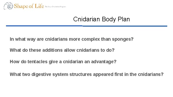 Cnidarian Body Plan In what way are cnidarians more complex than sponges? What do