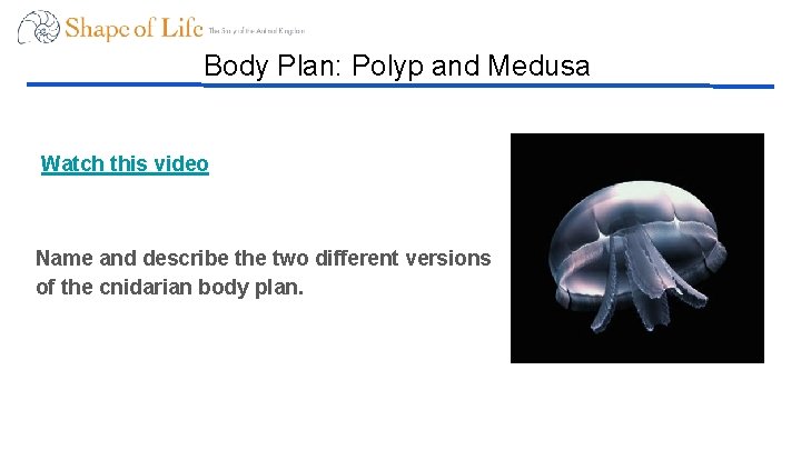 Body Plan: Polyp and Medusa Watch this video Name and describe the two different