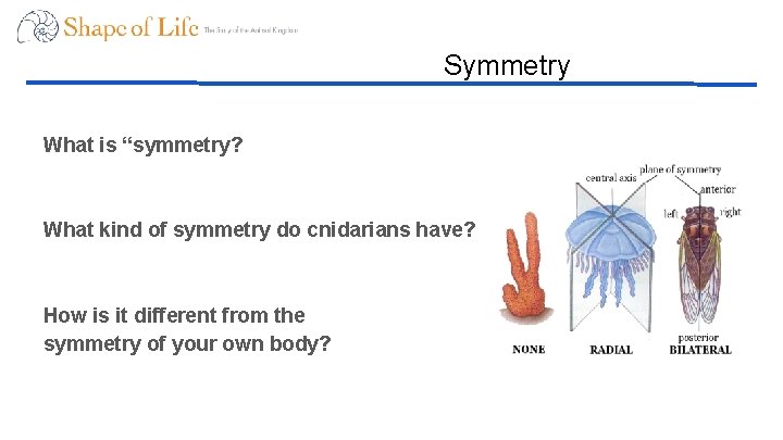 Symmetry What is “symmetry? What kind of symmetry do cnidarians have? How is it
