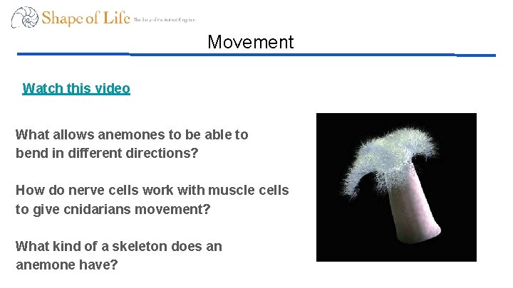 Movement Watch this video What allows anemones to be able to bend in different