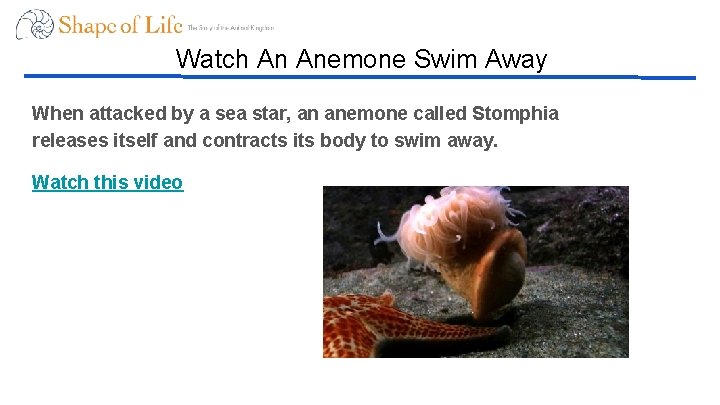 Watch An Anemone Swim Away When attacked by a sea star, an anemone called