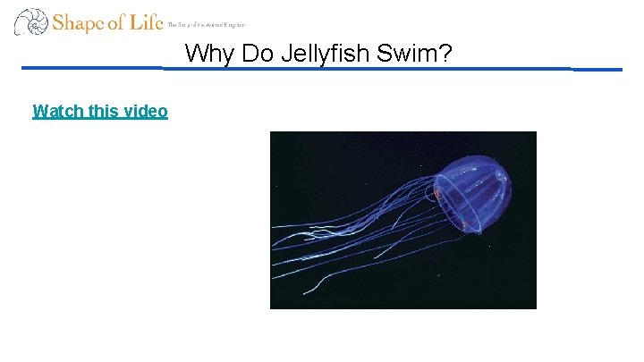 Why Do Jellyfish Swim? Watch this video 